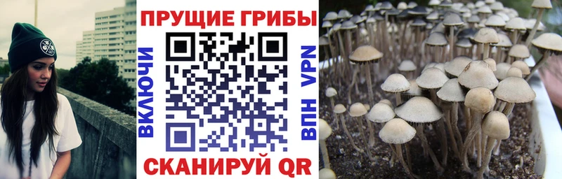 Псилоцибиновые грибы Magic Shrooms  Пошехонье 